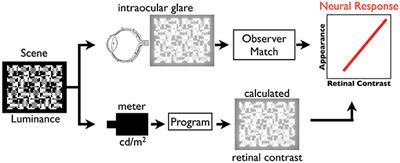 Calculating Retinal Contrast from Scene Content: A Program